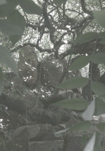 pm52